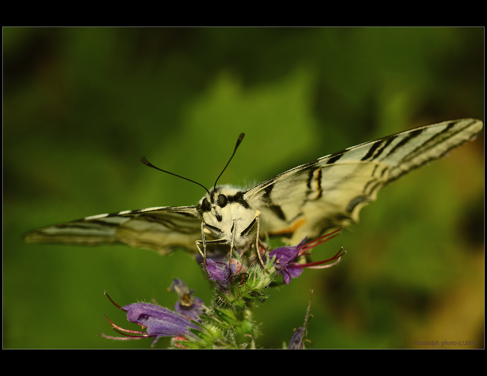 Vidlochvost ovocný (Iphiclides podalirius)