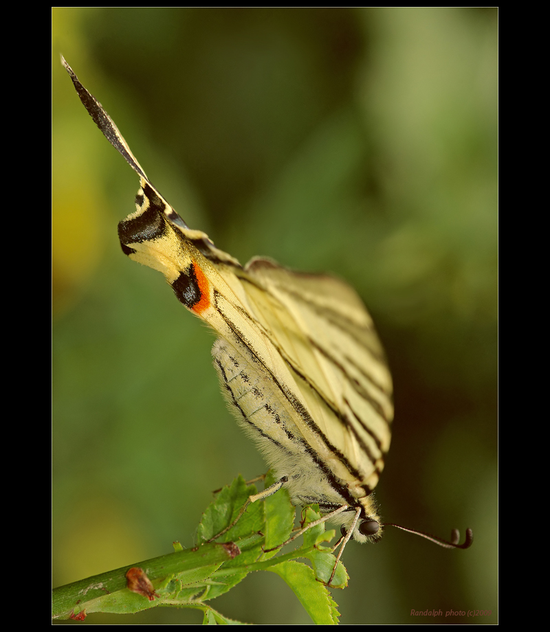 Vidlochvost ovocný-Iphiclides podalirius