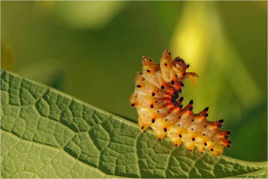 Zerynthia-polyxenaPestron-vlkovcovy-Husenica 2