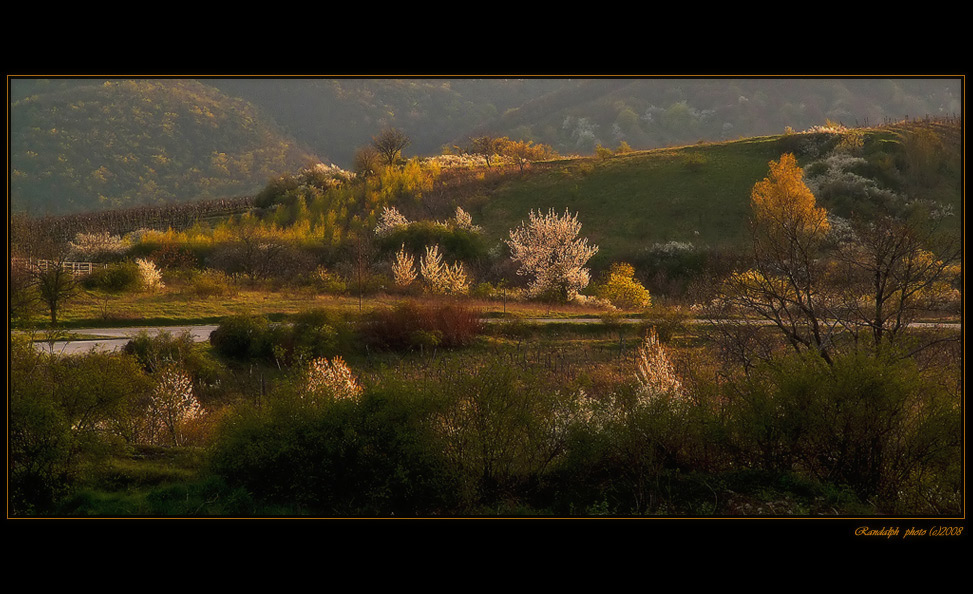 Krajina-svietiacich-stromov