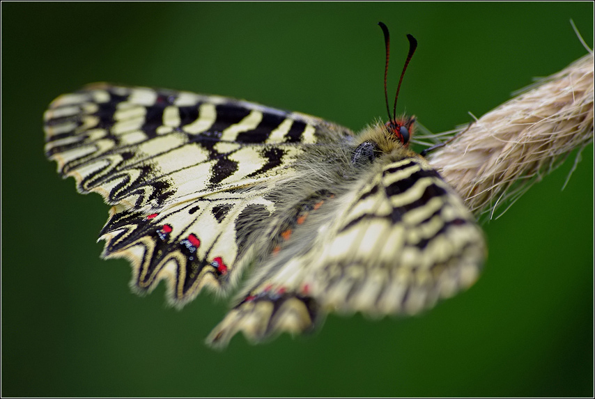 k-odletu-pripraveny Zerynthia-polyxena